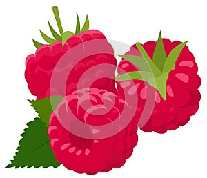 Raspberry isolated on white background. Raspberries. Forest berry. Vector Illustration