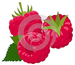 Raspberry isolated on white background. Raspberries. Forest berry. Vector Illustration photo