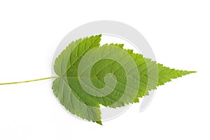 Raspberry leaf