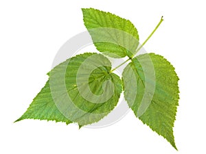 Raspberry leaf