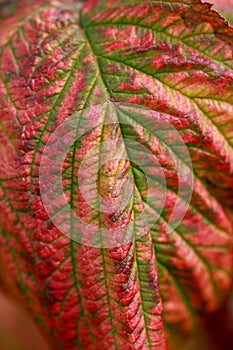 Raspberry leaf background