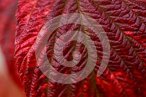 Raspberry leaf background