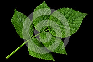 Raspberry leaf  on black