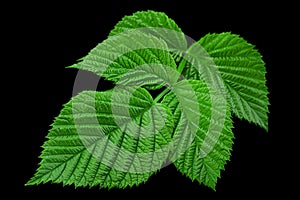 Raspberry leaf  on black