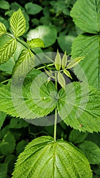 Raspberry leaf closeup on a background of forest green leaves with an accent