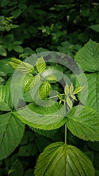 Raspberry leaf closeup on a background of forest green leaves in a dark treatment, with a focus