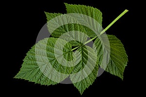 Raspberry leaf  on black