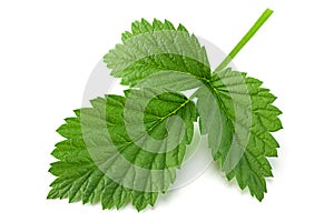 Raspberry leaf closeup on white