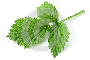 Raspberry leaf closeup on white