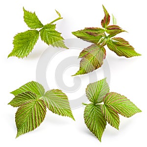 Raspberry leaf . Collection