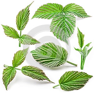 Raspberry leaf isolated. Collection.