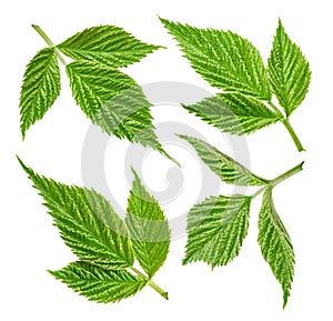 Raspberry leaf isolated