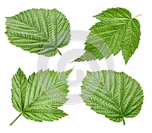 Raspberry leaf isolated