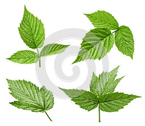 Raspberry leaf isolated
