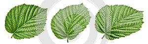 Raspberry leaf isolated