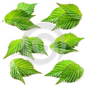 Raspberry leaf isolated on white