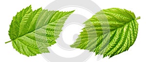 Raspberry leaf isolated on white background