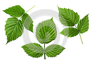 Raspberry leaf set