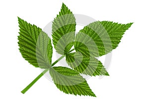 Raspberry leaf  on white