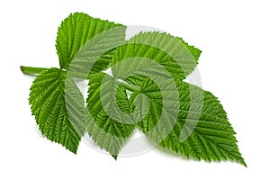 Raspberry leaf  on white