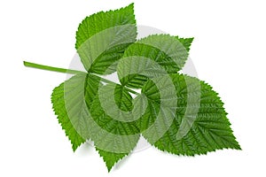 Raspberry leaf  on white