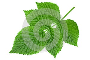 Raspberry leaf  on white