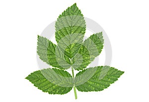 Raspberry leaf on white