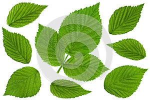 Raspberry leaf  on white collection