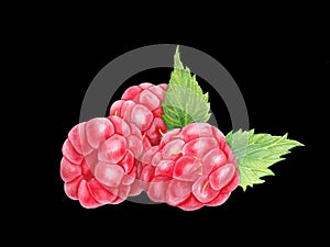 Raspberry with leaves in closeup. Watercolor illustration. Hand drawn berries painting isolated on black background. Botanical