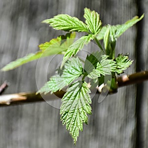 Raspberry Leaves in Early Spring