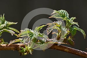 Raspberry Leaves in Early Spring