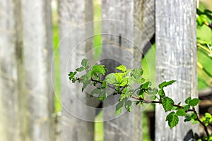 Raspberry leaves in the garden grow at the fence. Green leaves on raspberry branches before plants begin to bloom, details