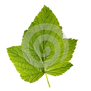 Raspberry leaves isolated on a white background