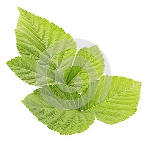 Raspberry leaves isolated on white background top view