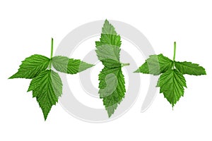 Raspberry leaves isolated on white background. Top view. Flat lay