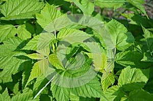 Raspberry leaves