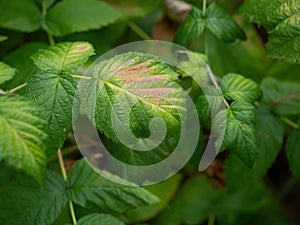 Raspberry leaves turning brown. Sickness, ill plant.