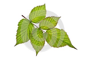 Raspberry leaves in water drops on white background