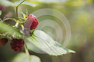 Raspberry macro closeup