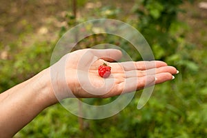 Raspberry on the palm