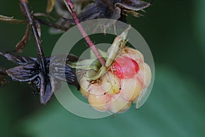 Raspberry plant close up