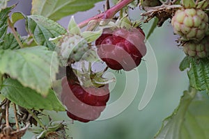 Raspberry plant close up