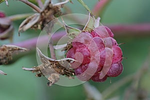 Raspberry plant close up