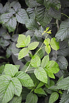 Raspberry plant