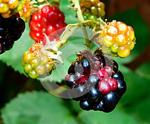 Raspberry plant with its fruits