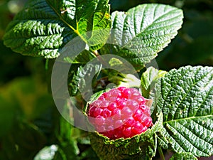 Raspberry plant. Raspberry bush