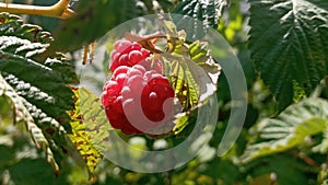 Raspberry plant, raspberry bush. Ripe raspberry on branch in fruit garden