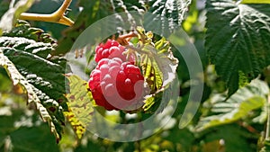 Raspberry plant, raspberry bush. Ripe raspberry on branch in fruit garden