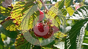 Raspberry plant, raspberry bush. Ripe raspberry on branch in fruit garden