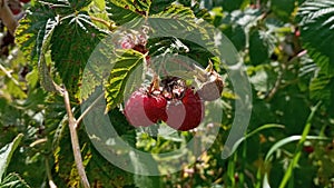 Raspberry plant, raspberry bush. Ripe raspberry on branch in fruit garden